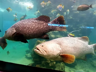 السياحة في بوكيت , السياحه في تايلاند