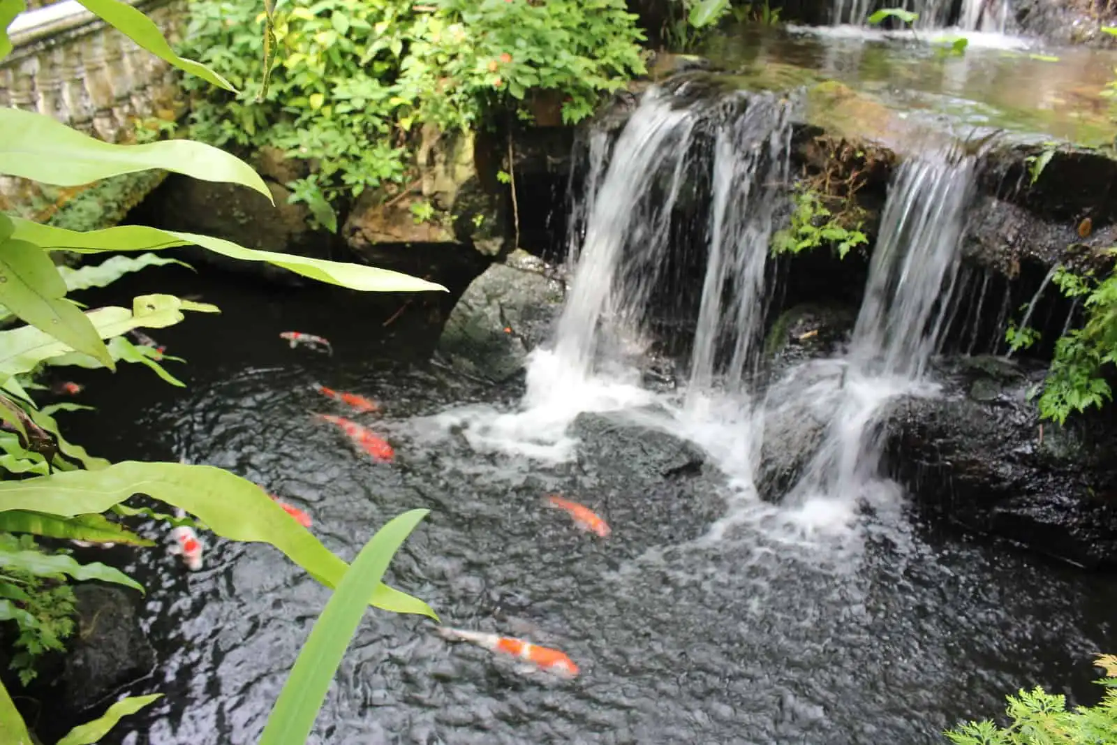 حديقة الفراشات في كوالالمبور (1)