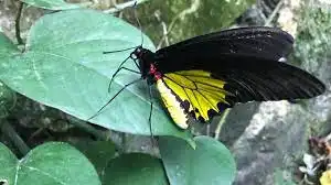 حديقة الفراشات في كوالالمبور (4)